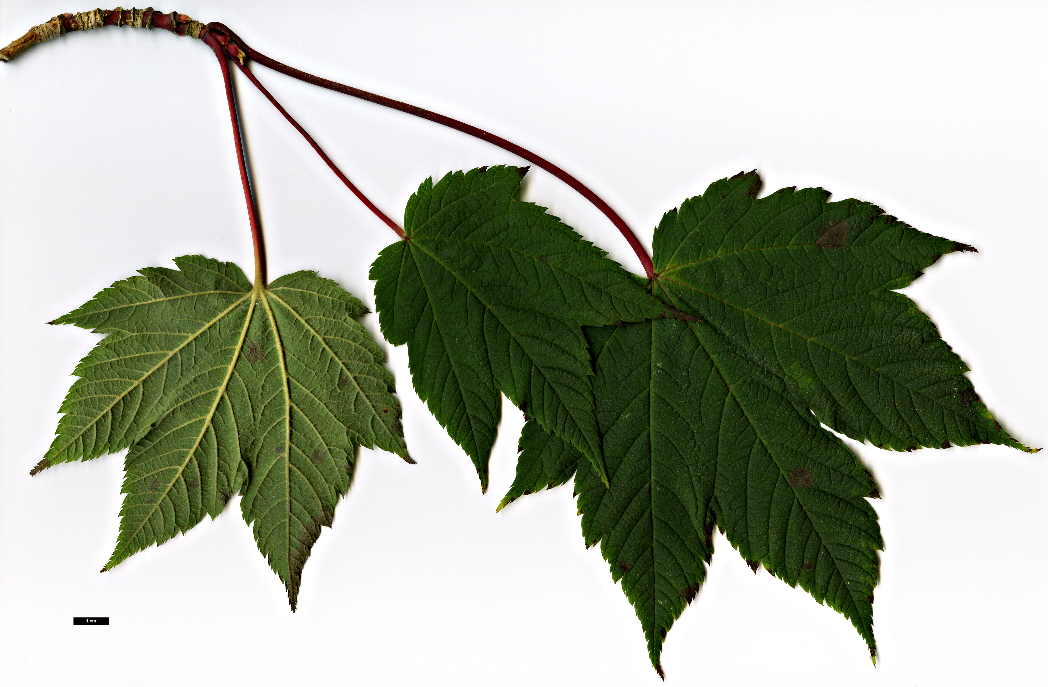 High resolution image: Family: Sapindaceae - Genus: Acer - Taxon: caudatum - SpeciesSub: var. georgei